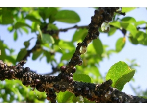 Meyvelerde Kabuklu Bit Uyarısı