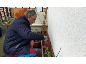 Korona Günlerini Balkonda Sebze Yetiştirerek Geçiriyorlar