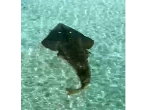 2 Metreye Yakın Kemane Balığı Çeşme’de Görüntülendi