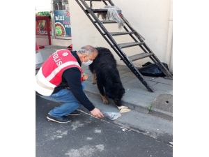 Polis Memuru, İftarlık Kumanyasını Sokak Köpeğiyle Paylaştı
