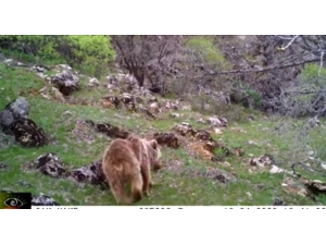 Malatya’da Fotokapan Ayı Yakaladı