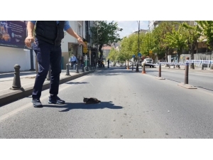 Mahsur Kalan Kediler İçin Yıkım Durduruldu