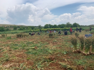 1 Mayıs’ı Tarlada Çalışarak Geçirdiler