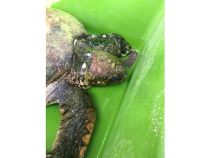 Halatlara Takılan Carreta Caretta İçin Seferber Oldular