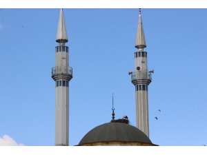 Leylekler Caminin Kubbesine Yuva Yaptı