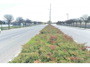 Ankara Büyükşehir Belediyesinden Sulamada Tasarruf Dönemi