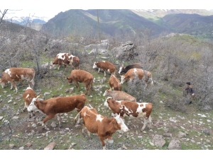 Yayla Yasağı Kalkınca Göçerler Büyükbaş Hayvancılığa Başladı