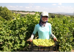 Seçer: “2020 Bütçesinde Yer Alan Tarımsal Projelerde Kısıntıya Gitmeyeceğiz”