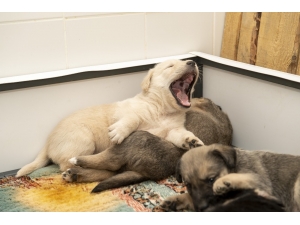 Tünelde Mahsur Kalan 8 Köpek Kurtarıldı