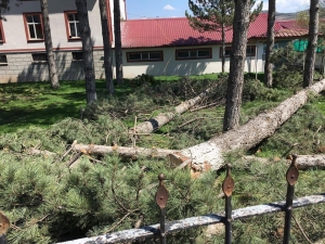 Dallarına Konan Kuşlar Yere Pisliyor Diye Ağaçları Kestiler