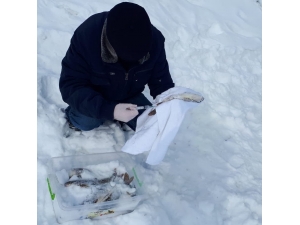 Faydaları Saymakla Bitmeyen Balık Yemlerinde Kullanılacak