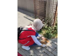 Kızılay Sokak Hayvanlarını Da Unutmadı