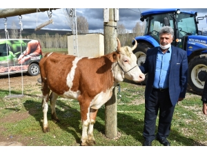 Milli Dayanışma Kampanyasına Düvesini Bağışladı