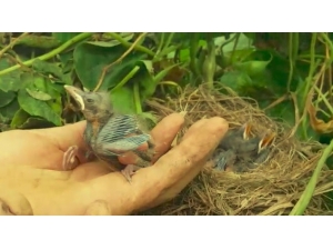 Kara Tavuk Yavruları Domates Seralarına Yuva Yaptı