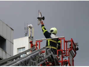 Kanadı Takılan Güvercin, İtfaiye Tarafından Kurtarıldı