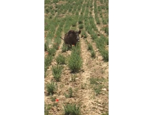 Aç Kalan Yaban Domuzu Şehir Merkezindeki Kekik Tarlasına Girdi