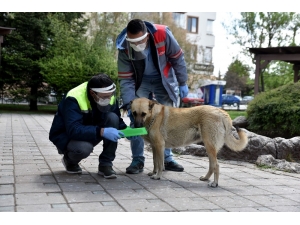 Tepebaşı’nda Sokak Hayvanları İçin Mama Bırakıldı