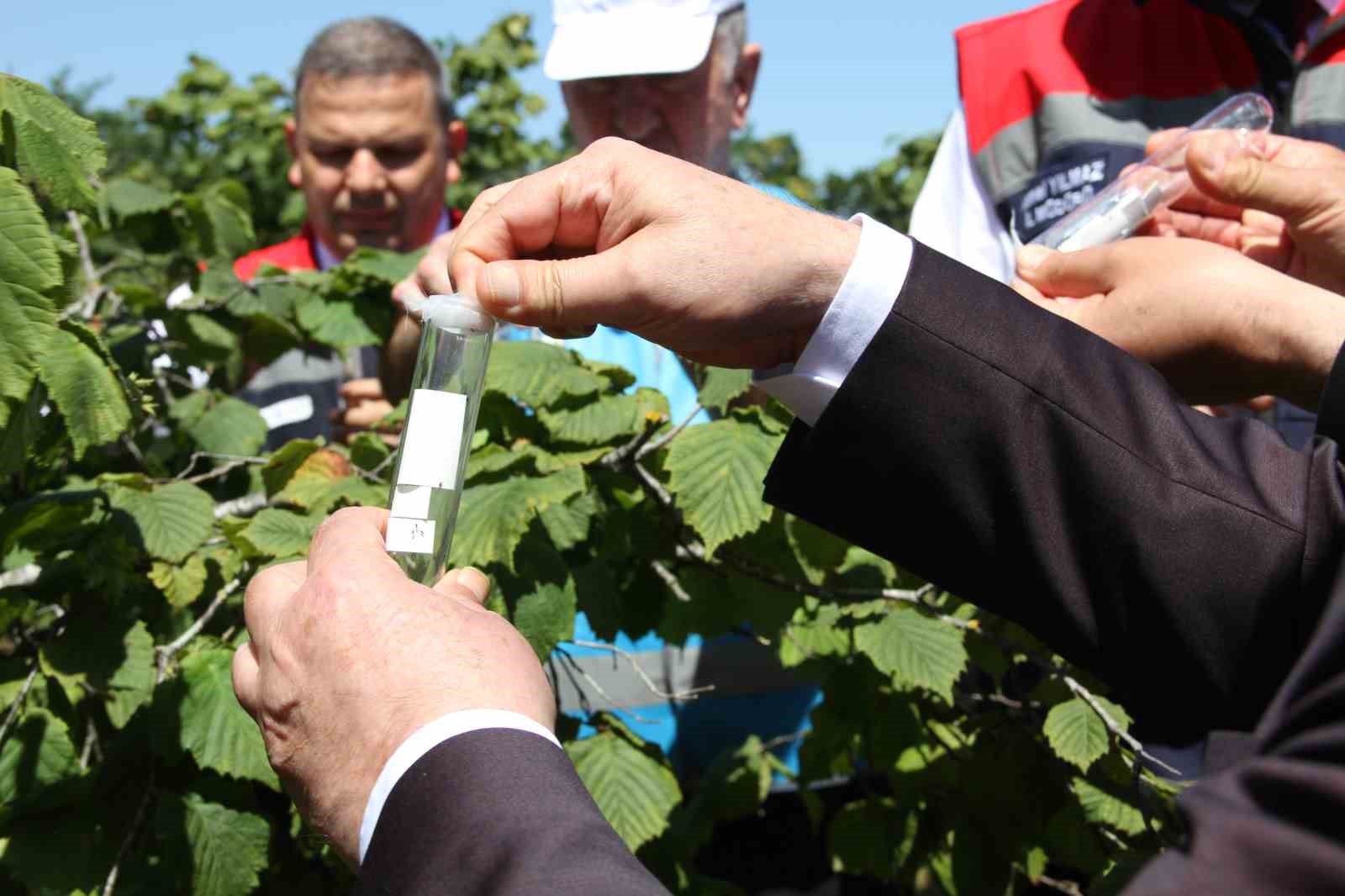 kokarcanin-sonunu-samuray-arisi-getirecek-1-65-milyonluk-biyolojik-savas