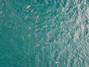 Yunus Sürüsü İstanbul Boğazına Akın Etti