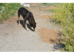 Manisa’da Sokak Hayvanları Unutulmadı