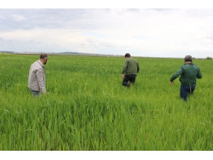 Diyarbakır’da 126 Teknik Personelle 4 Milyon Dekarda Süne Mücadelesi Başlatıldı