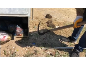 Anne Kirpi Ve Yavruları Çöpte Ölüme Terk Edildi