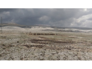 Ardahan’da Dolu Ekili Alanlara Zarar Verdi