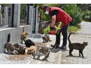 Aliağa Belediyesi Mama Dağıtımlarını Sürdürüyor