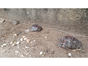 Antalya’da Kaplumbağa Katliamı