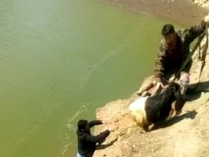 2 Gün Önce Kaybolan Keçi Barajda Bulundu, Halatla Kurtarıldı