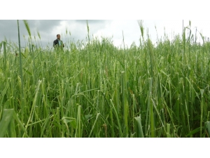 Şanlıurfa’da Dolu Yağışı Ekili Arazileri Vurdu