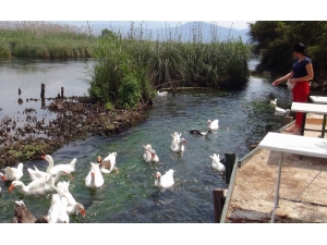 Azmağın Sembolleri Aç Kaldı