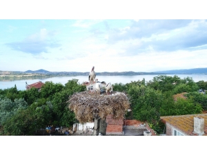 Yaren Leylekten Sevindirici Haber