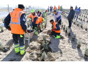 Ankara Büyükşehirden Lavanta Üreticilerine Destek