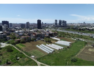 İstanbul’un Merkezindeki Seralarda Tarım Başladı