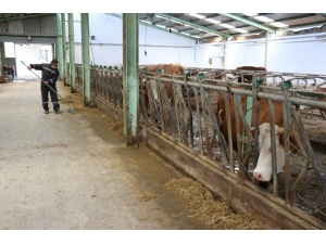 Besi Ve Süt Üreticisi Korona Virüse Rağmen Talepleri Karşılamakta Zorlanıyor