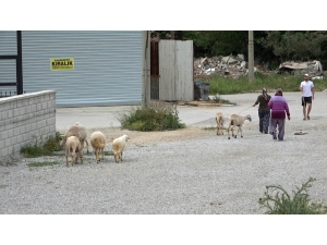 Sokağa Çıkma Kısıtlamasında Firar Eden Koyunları Polis Yakaladı