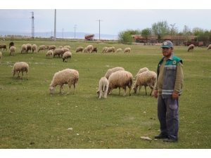 Çobanlar Üretimin Devamlılığı İçin İşlerinin Başında