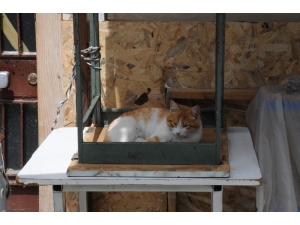 Tezgahlar Kedilere Emanet