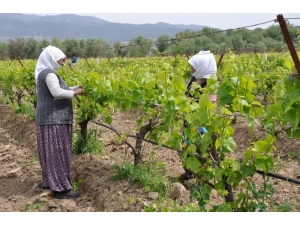 Manisa’da Tarımsal Üretim Kesintisiz Devam Ediyor