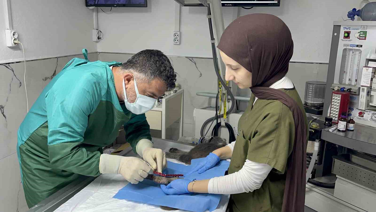 sekizinci-kattan-duserek-bacaklari-kirilan-kedi-basarili-operasyon-sayesinde-4-gunde-yurumeye-basladi