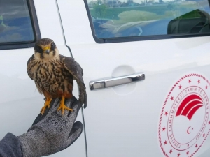 Yaralı Halde Bulunan Doğan Ve Şahin Koruma Altına Alındı