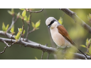 Bu Kez Anı Yakalamak İçin Evlerinde Deklanşöre Bastılar
