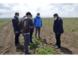 Ağrılı Çiftçiler Üretime Devam Ediyor