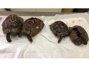 “Kaplumbağalarda Kara Büyü Olduğu İçin Öldürdüm”