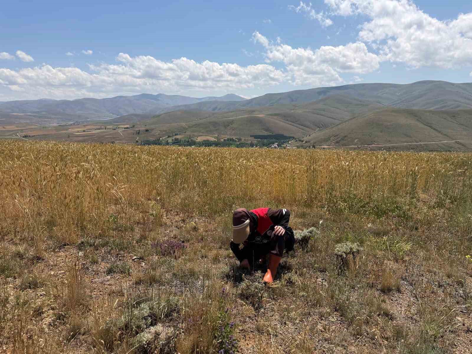 bayburt-ta-ekili-alanlarda-zararli-takibi-devam-ediyor