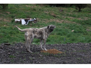 Sokağa Çıkma Kısıtlamasında Hayvanlar Unutulmadı
