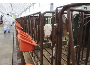 Ankara’da Büyükbaş Hayvanların Aşılama Ve Küpeleme İşlemleri Devam Ediyor