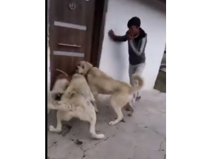 2 Kangal Cinsi Köpeğe Sokak Köpeğini Boğdurmaya Çalışan Kişiler Gözaltına Alındı