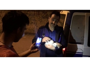 Yavru Kedi Ve Annelerini Zabıta Kavuşturdu